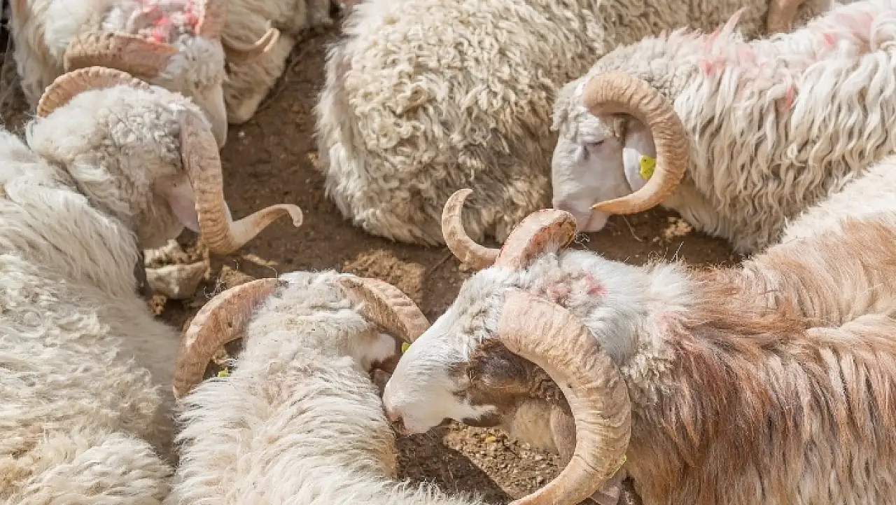 Kurban Bayramı'na sayılı günler kala kurbanlık fiyatları da netleşmeye başladı