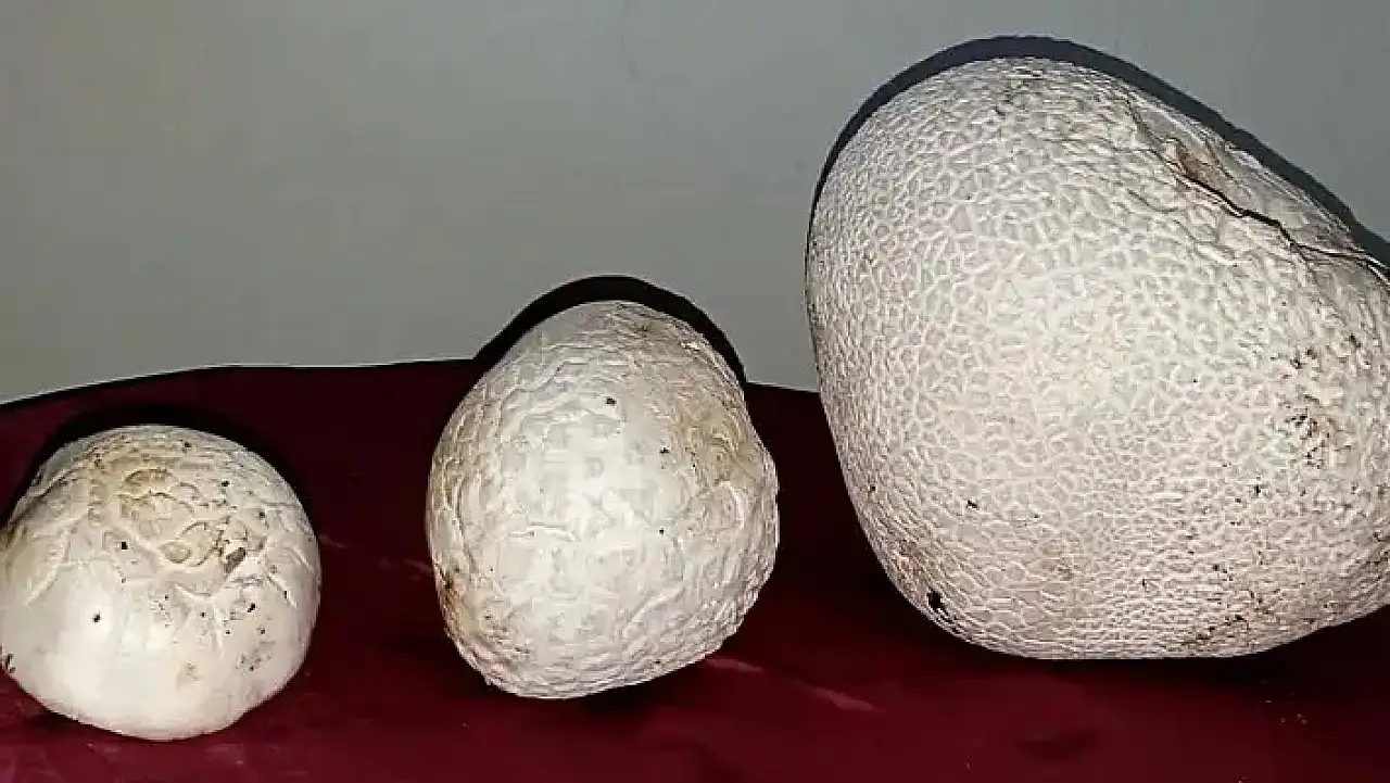 Kayseri'ye bereket geldi: O üründe bolluk yaşanıyor, kilosu 250-500 TL arasında!