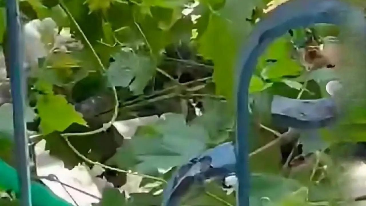 Kayseri'nin ilçesinde alarm! Sıcaklar bastırdı, yılanlar yerleşim yerlerine indi