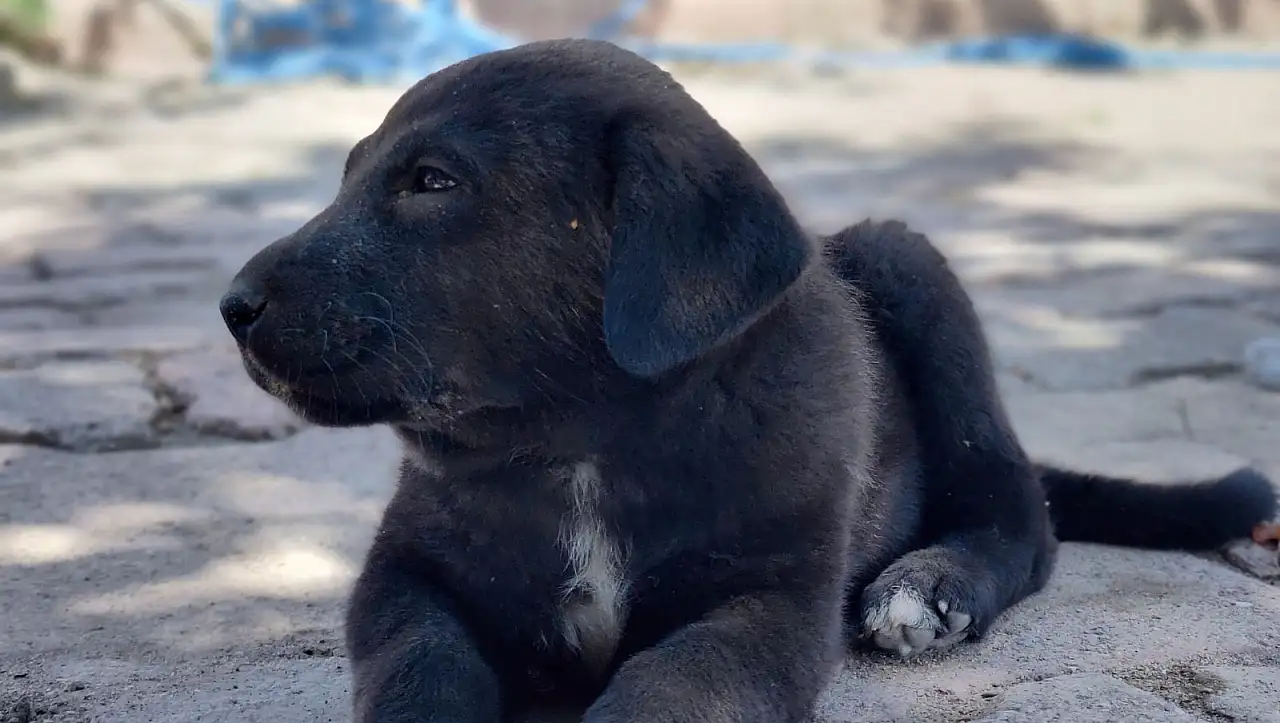 Kayseri İncesu'da köpek saldırısı! Yaralı yavru köpek tedaviye alındı