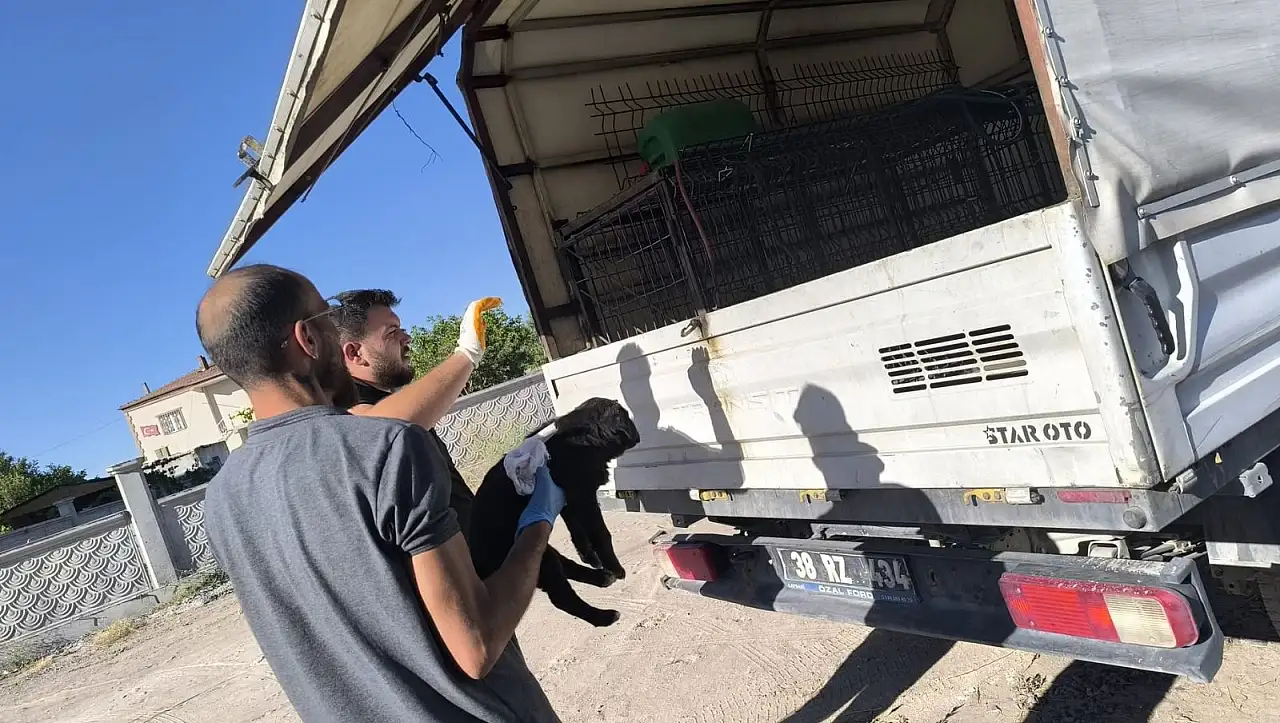 Kayseri İncesu'da köpek saldırısı! Yaralı yavru köpek tedaviye alındı