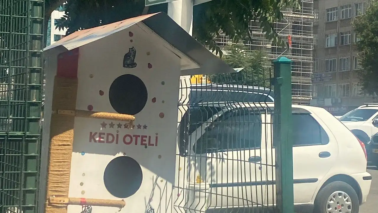 Kayseri'de yapılan kedi oteli beğenileri topladı!