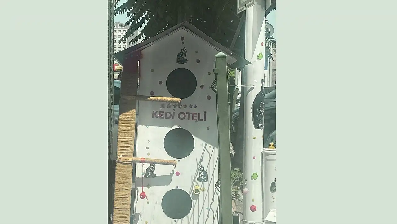 Kayseri'de yapılan kedi oteli beğenileri topladı!
