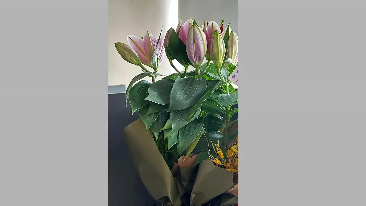 Lilyum çiçeğinin bakımı nasıl yapılır?