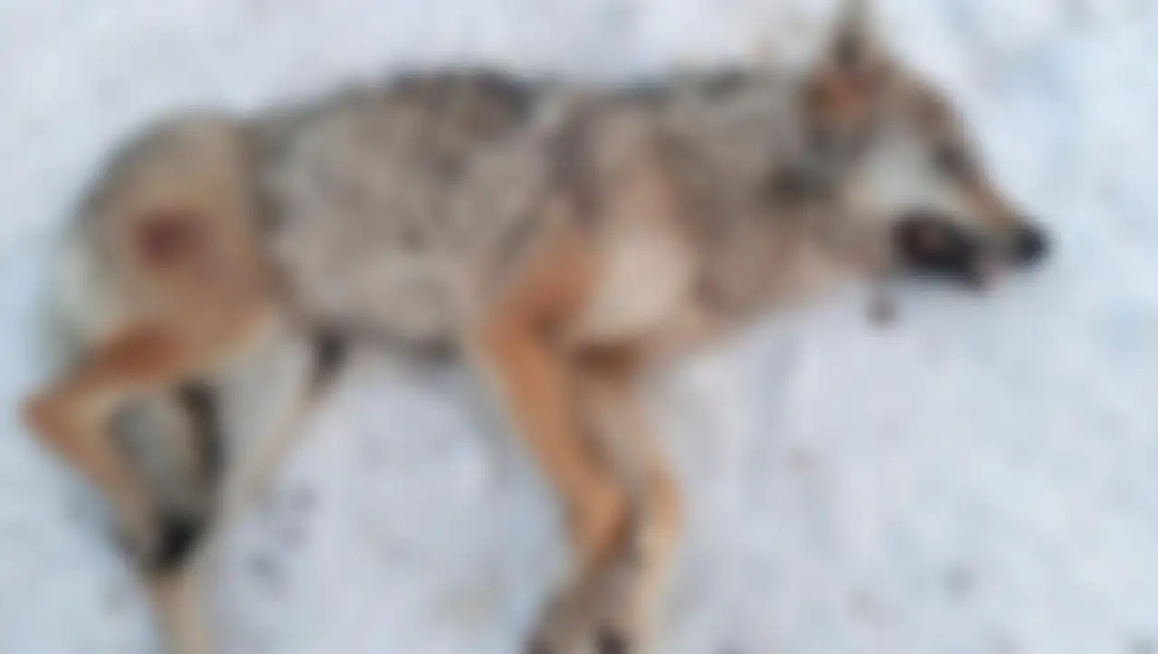 Kayseri'de bir mahalleye inen kurt ölü bulundu!