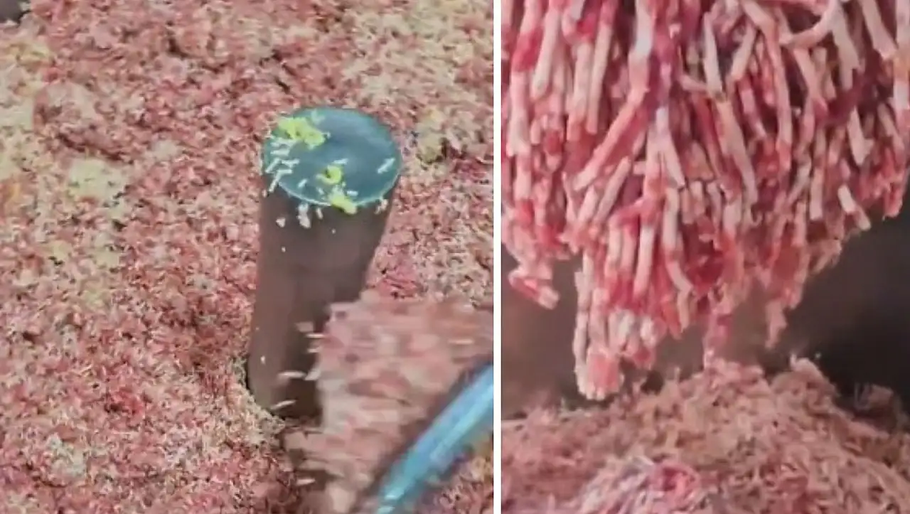 Gerçek 'Kayseri sucuğu' yapımı videosu tepki çekti!