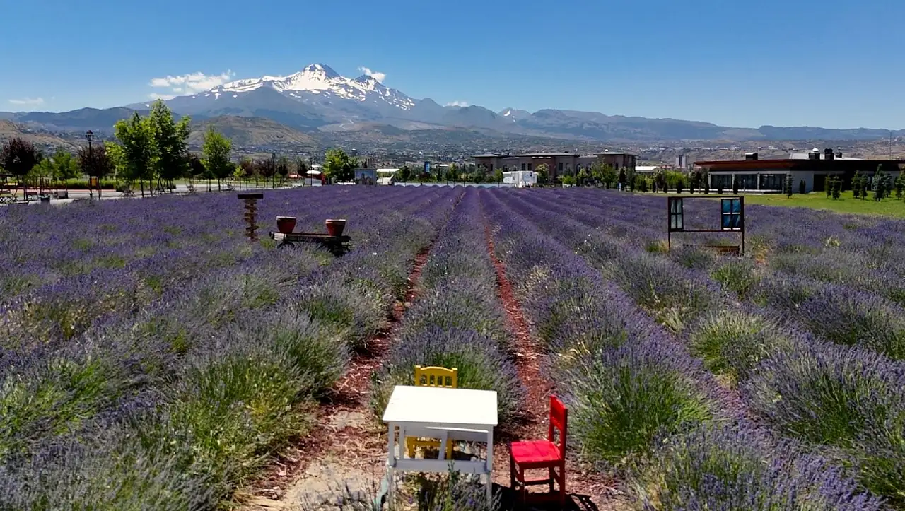 Erciyes manzaralı lavanta bahçesi ziyaretçilerini ağırlıyor