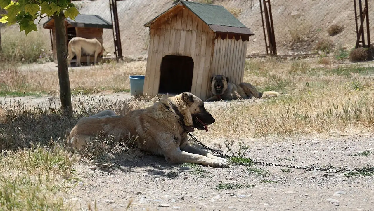 Kangal köpeklerinin yaz sıcağıyla imtihanı