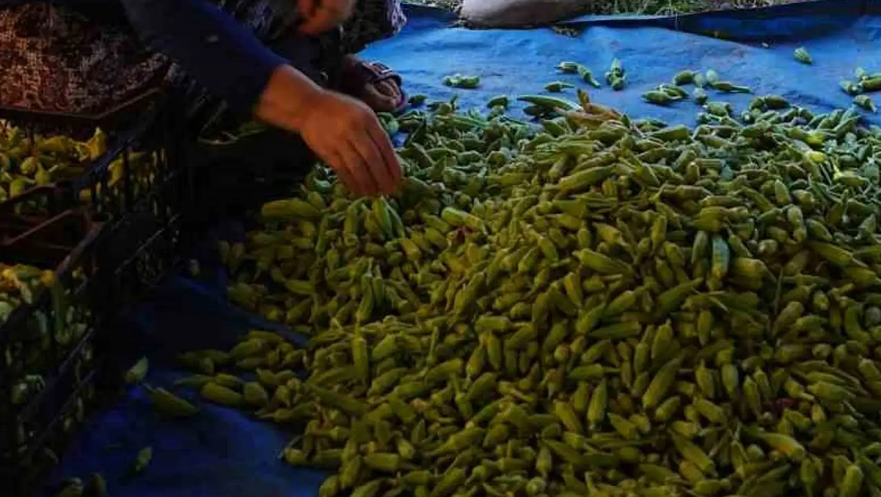 Kuru çiçek bamya fiyatı cep yakıyor: Tezgahta dikkat çeken etiket!
