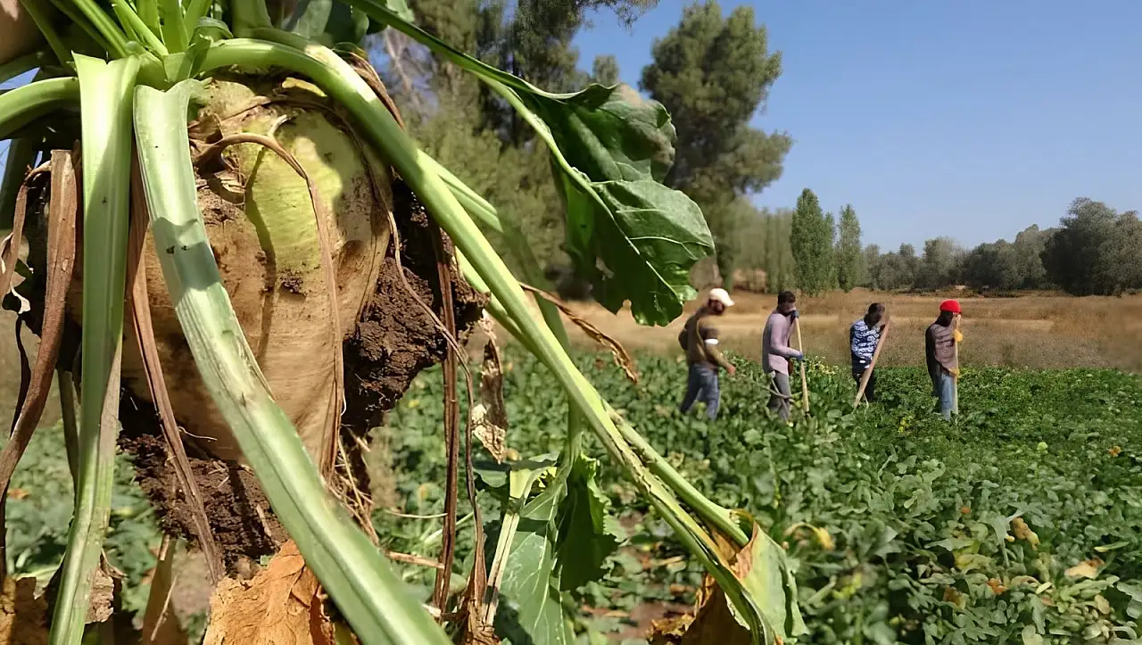 Kayseri'de traktör sayısı dikkat çekiyor: Tarlalarda en çok hangi ürünler yetişiyor?