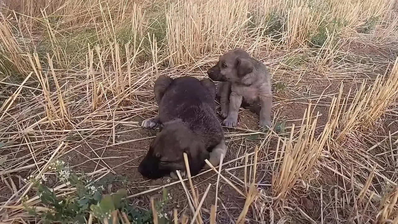Alevlerin ortasında ölüm kalım savaşı: Yavru köpekler mahsur kaldı!