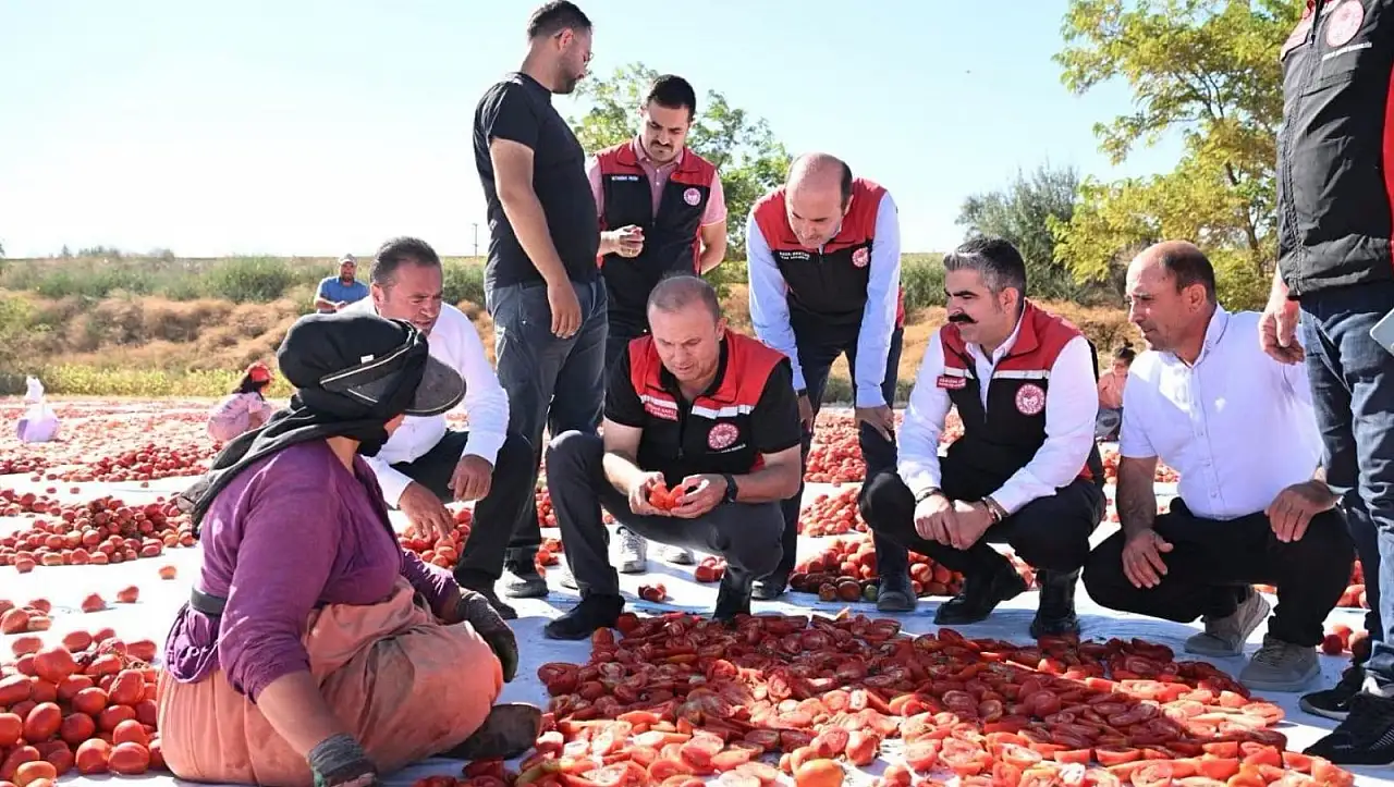 Yeşilhisar'ın domatesi güneşte kuruyor, dünyaya ulaşıyor!