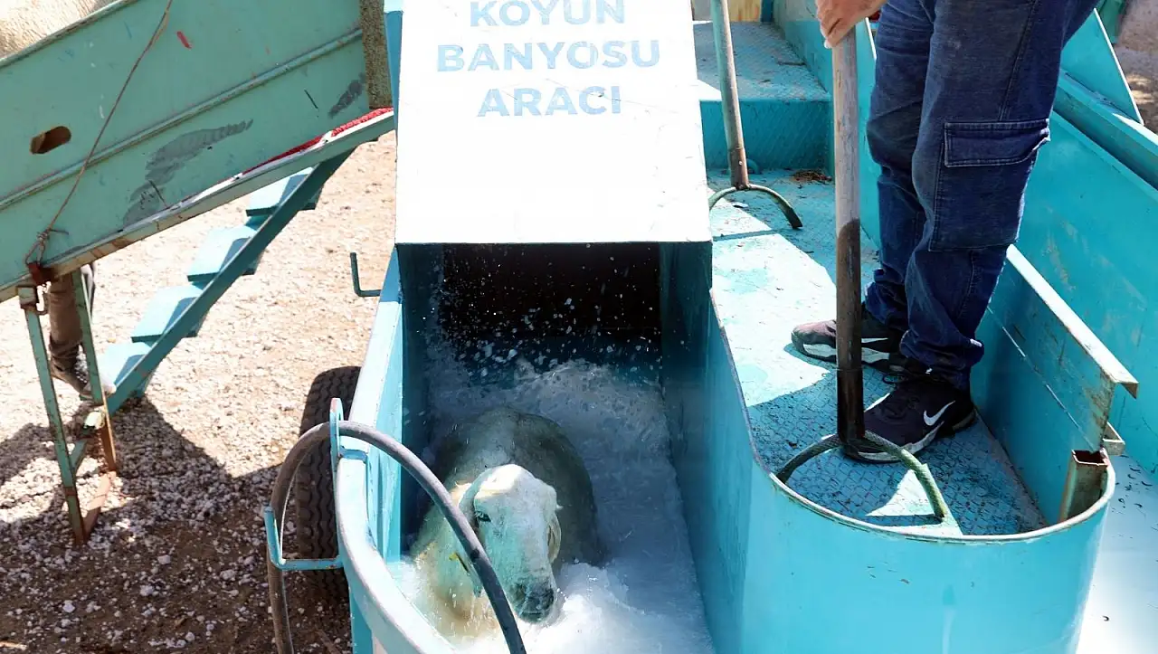 Talas'ta besicilere büyük kolaylık: Mobil banyodan 16 bin koyun geçti!