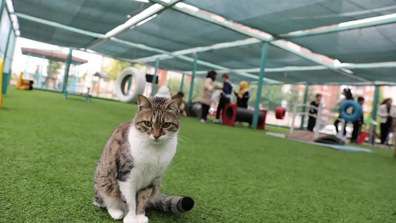 Kedi Kasabası'na yoğun ilgi!