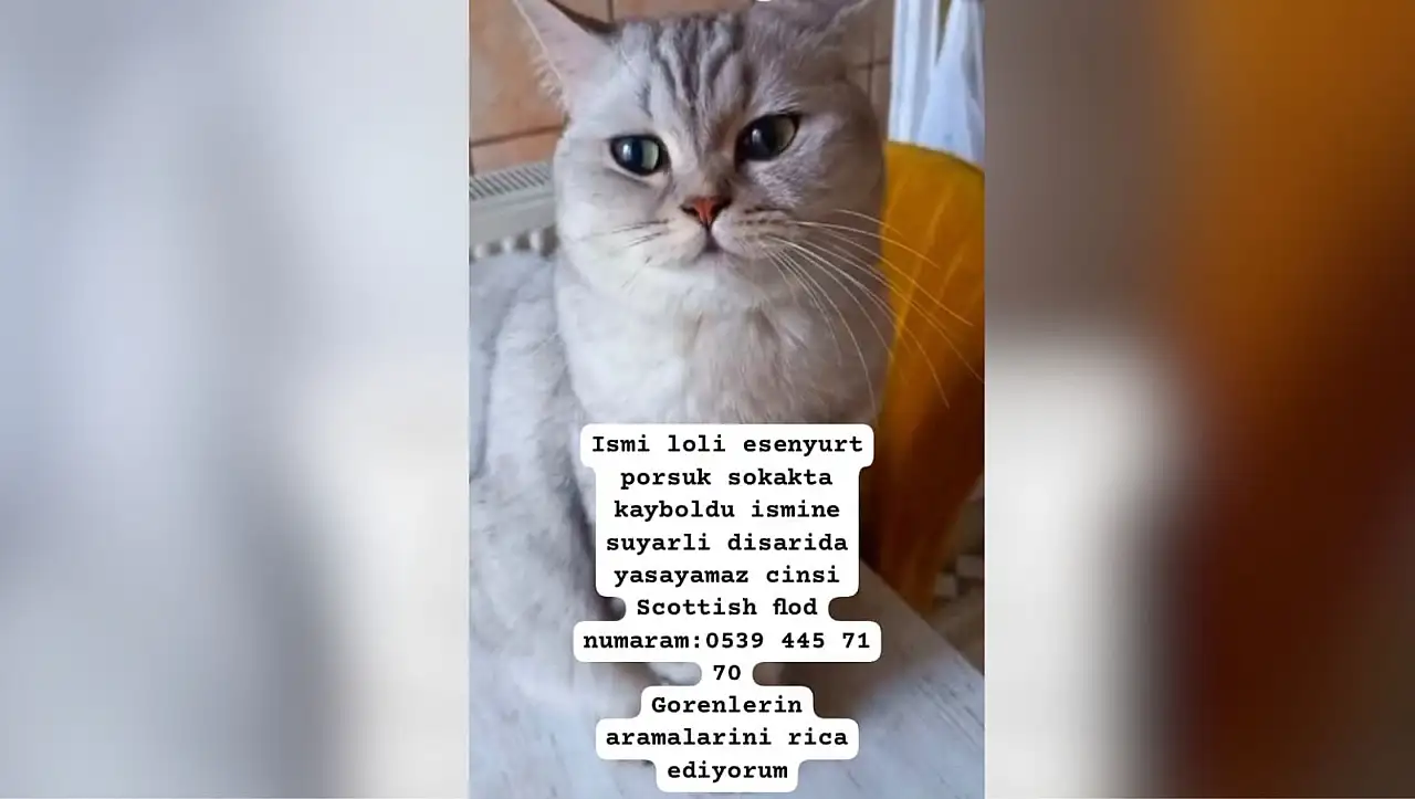 Esenyurt'ta kaybolan kedi aranıyor!