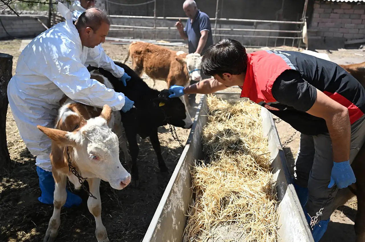 Kayseri'de hayvan pazarlarının açılmasına adım adım: İl Müdürü yine sahalarda!