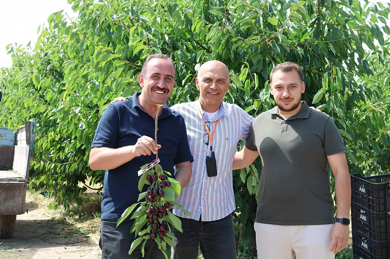 İncesu'nun kirazı Avrupa yolcusu: En kalibresi orada yetişiyor!
