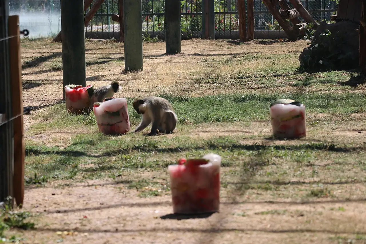Kayseri'de hayvanlara yaz sürprizi: Buzlu meyve kokteyli keyfi