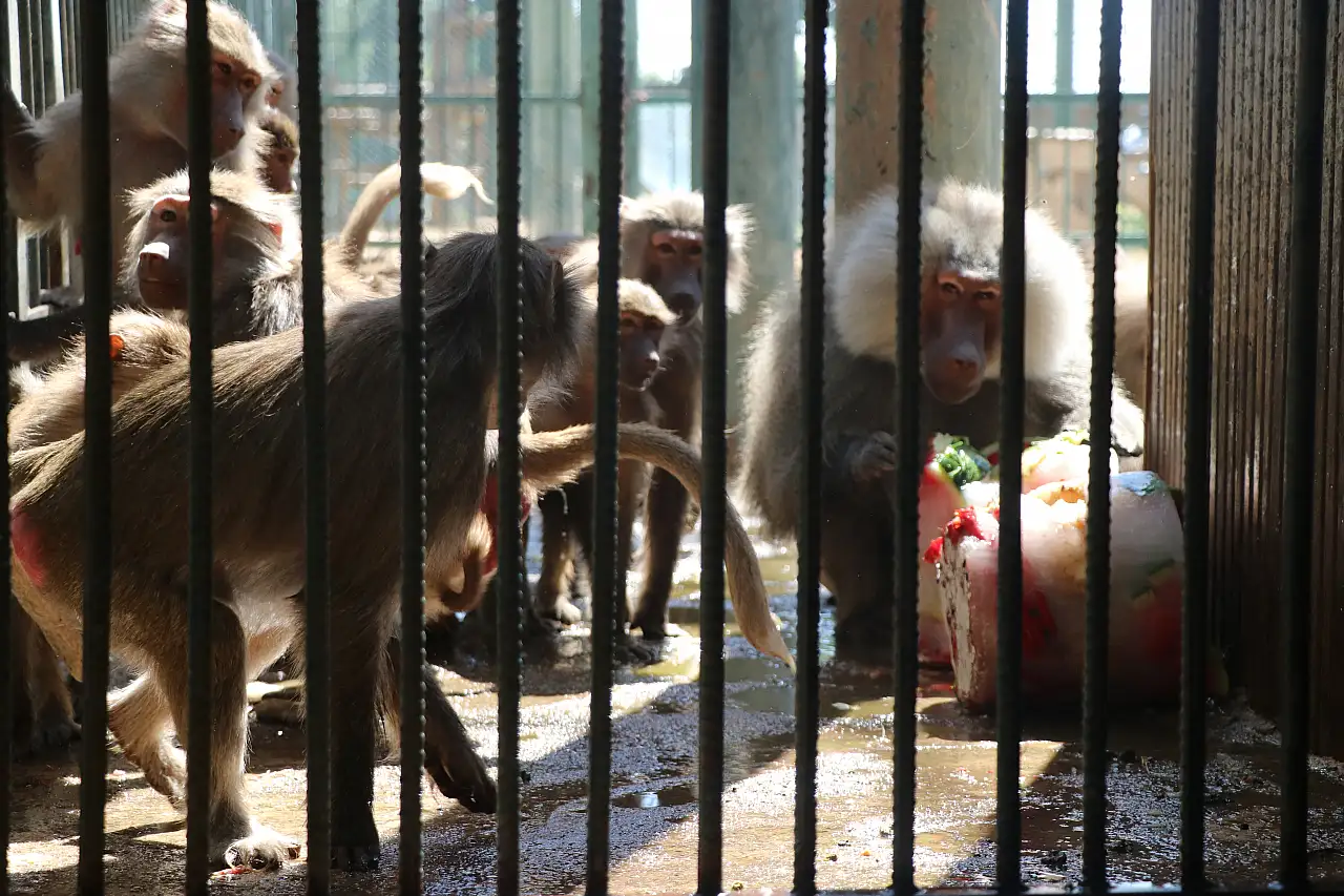 Kayseri'de hayvanlara yaz sürprizi: Buzlu meyve kokteyli keyfi