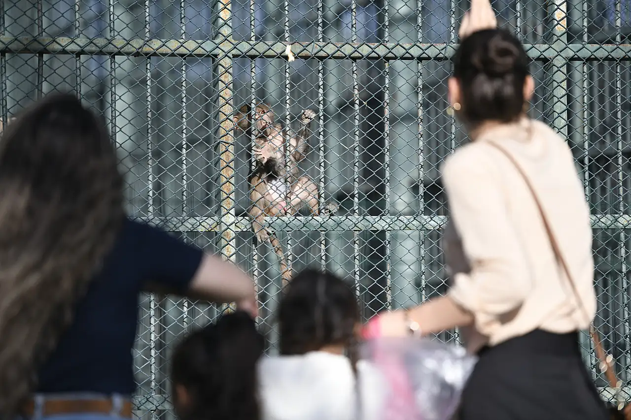 Kayserililerden Başkan Büyükkılıç'ın hayvan sevgisi jesti'ne yoğun ilgi!