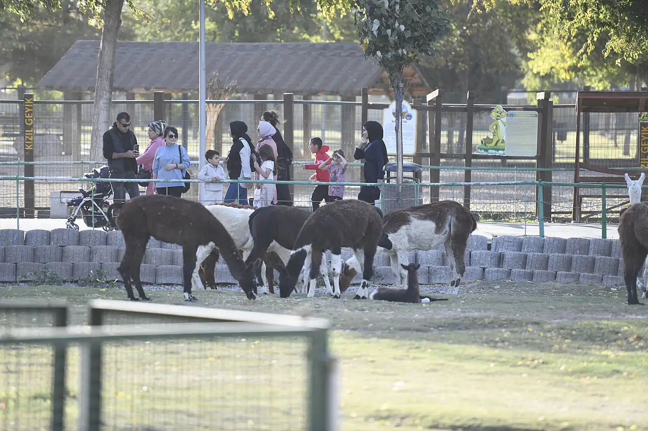 Kayserililerden Başkan Büyükkılıç'ın hayvan sevgisi jesti'ne yoğun ilgi!