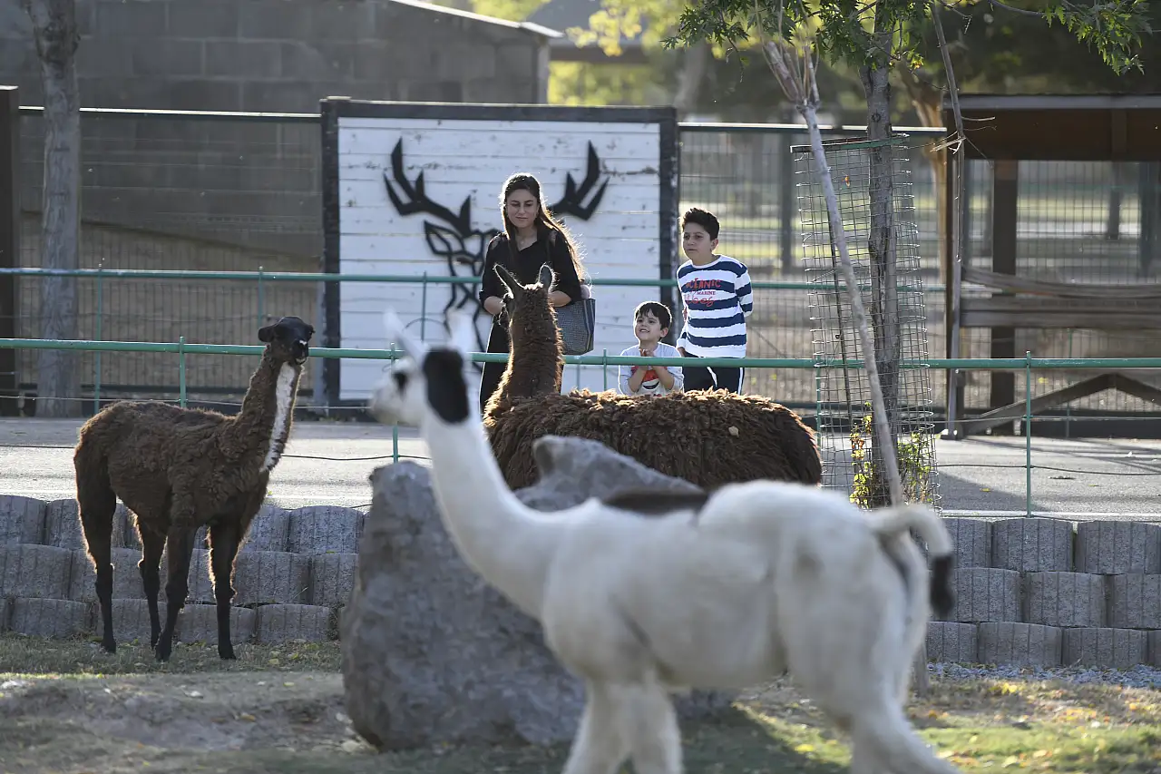 Kayserililerden Başkan Büyükkılıç'ın hayvan sevgisi jesti'ne yoğun ilgi!