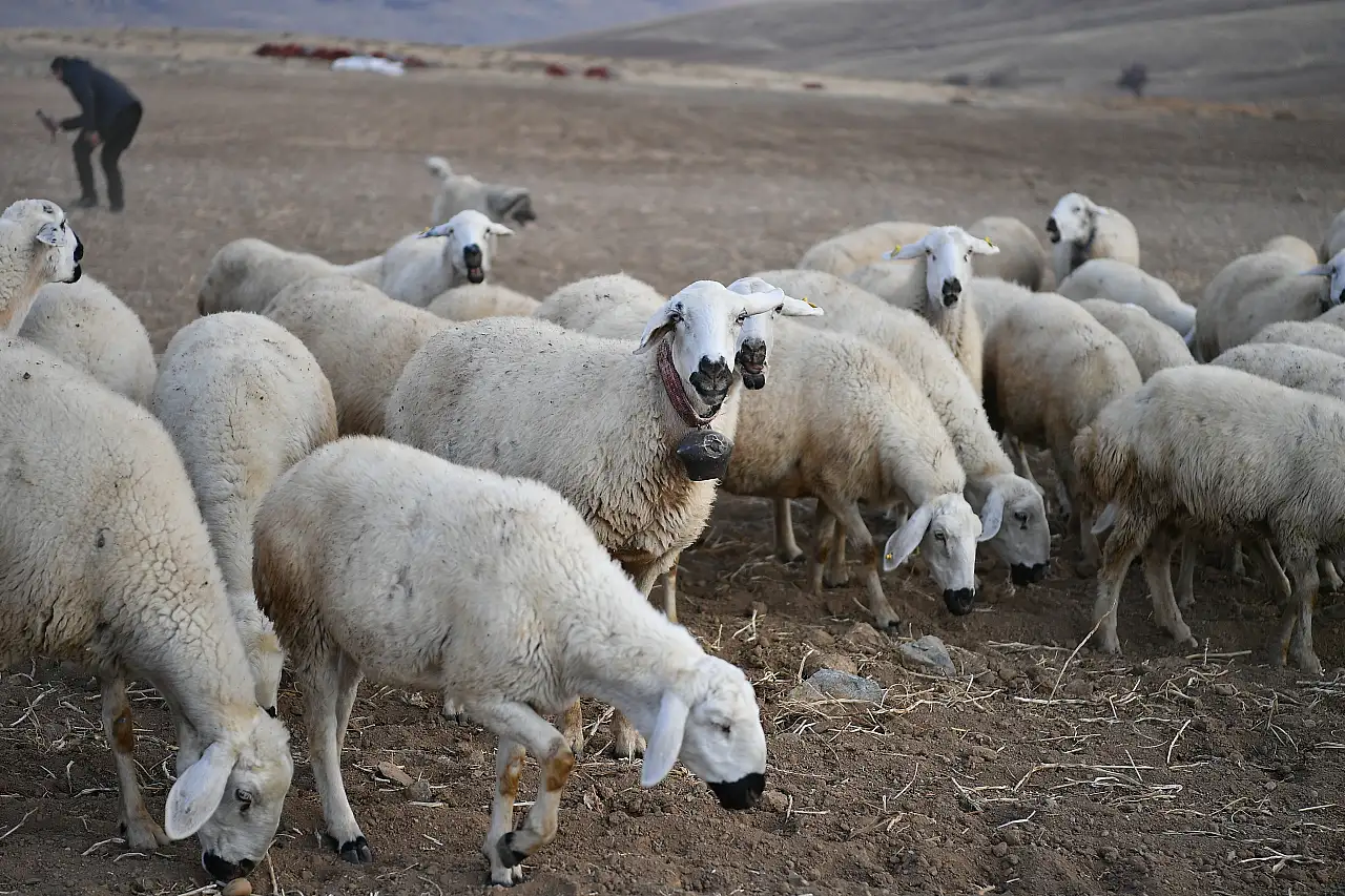 Kayseri'de Büyükşehir'den çiftçiye büyük destek: 19 koyunluk başarı!