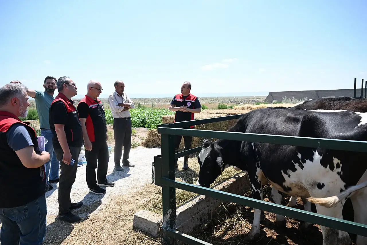 Kayseri'de sayıları artıyor: Hayvancılık alanında gururlandıran başarı!