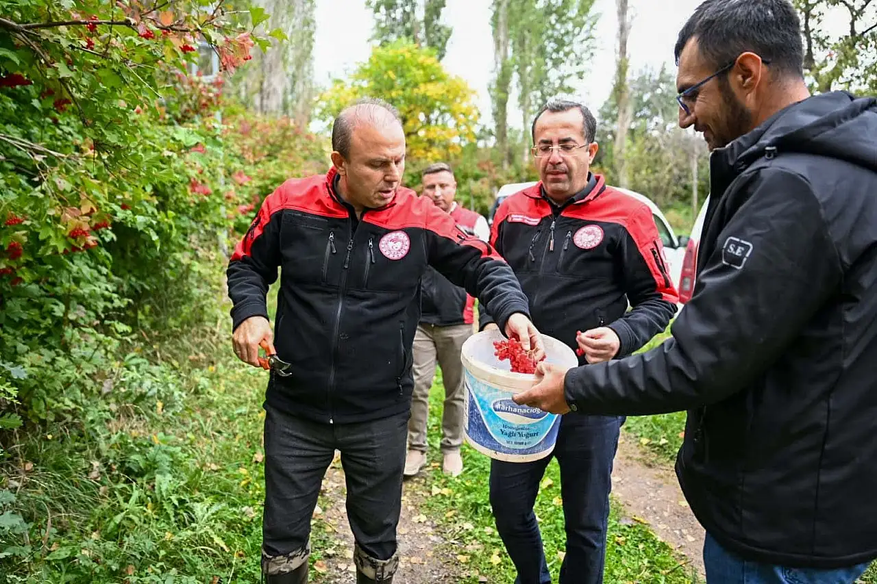 Türkiye'de en çok Kayseri'de üretiliyor: Kırmızı taneli altında hasat başladı!
