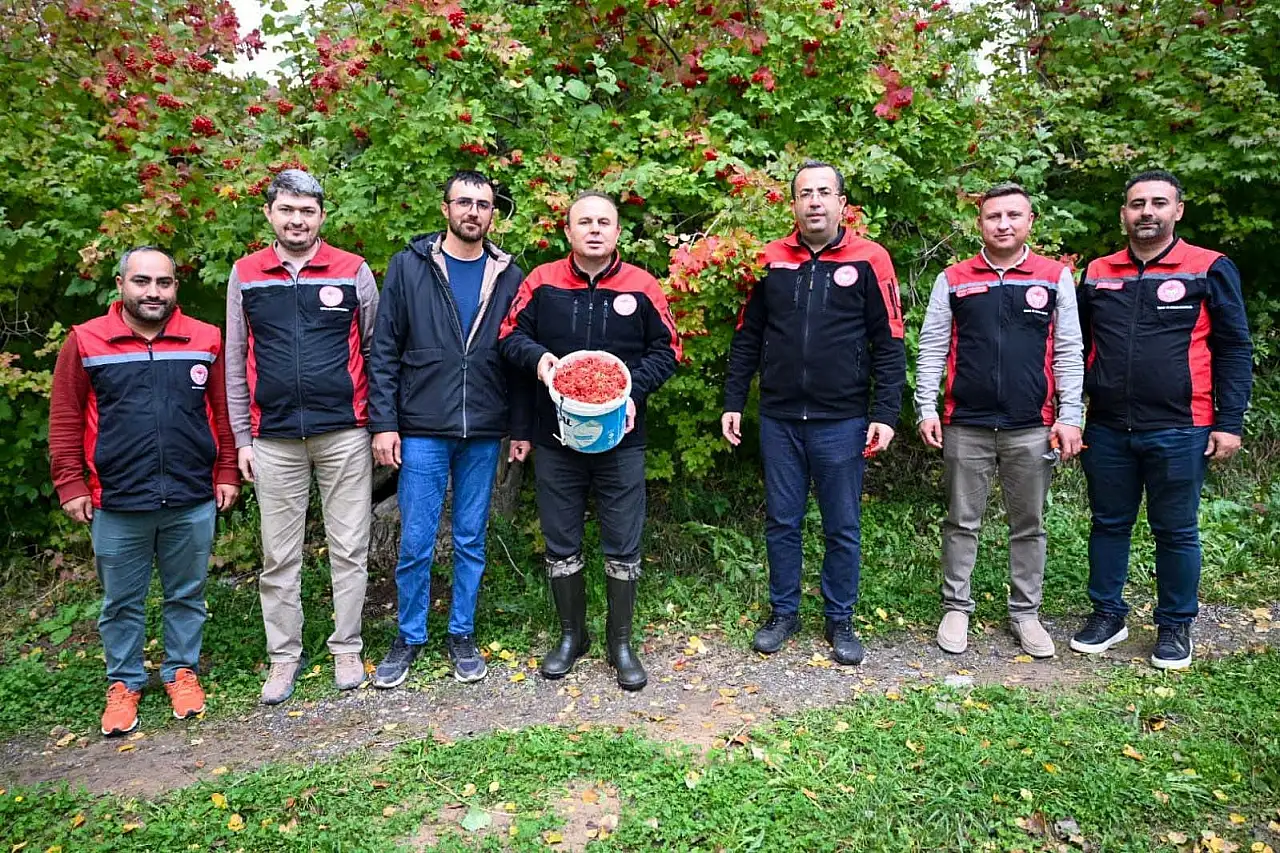 Türkiye'de en çok Kayseri'de üretiliyor: Kırmızı taneli altında hasat başladı!