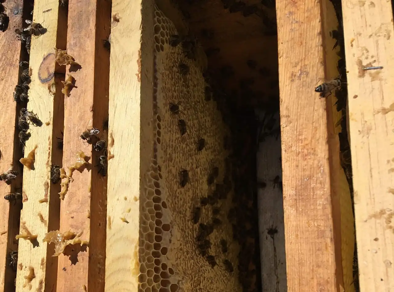 Erciyes'in şifa kaynağı: Karakavon Balı!