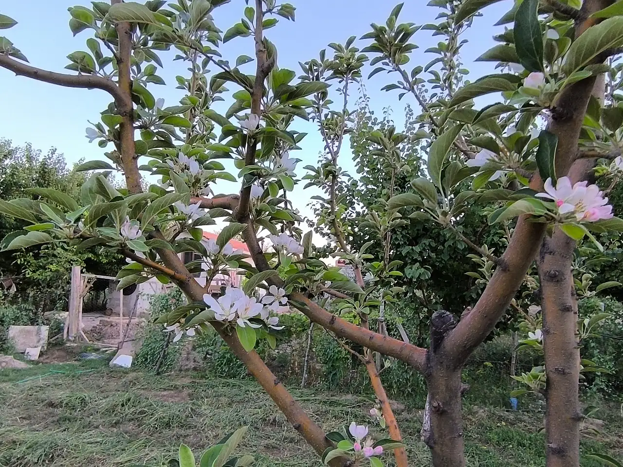 Ağustosta elma ağacı çiçek açtı!
