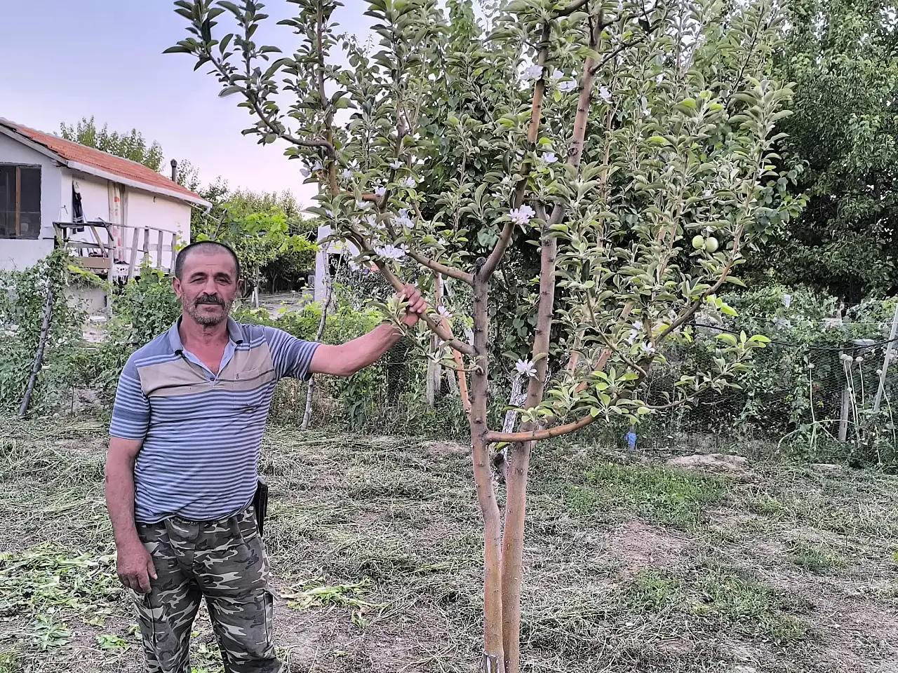 Ağustosta elma ağacı çiçek açtı!