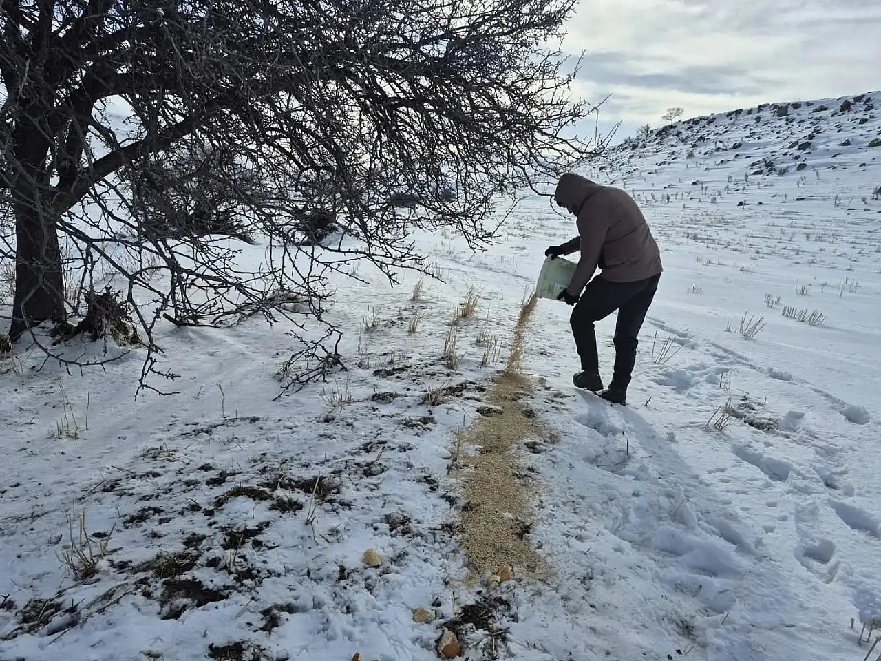 Bünyan'da sokak hayvanlarına yem desteği