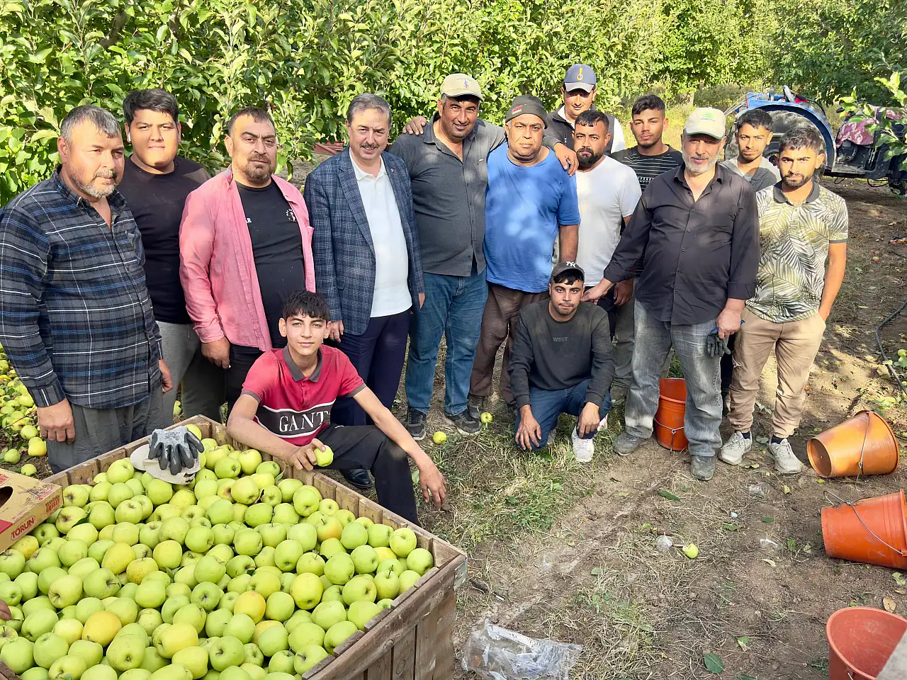 Kayseri'nin meşhur elması dalından toplanıyor