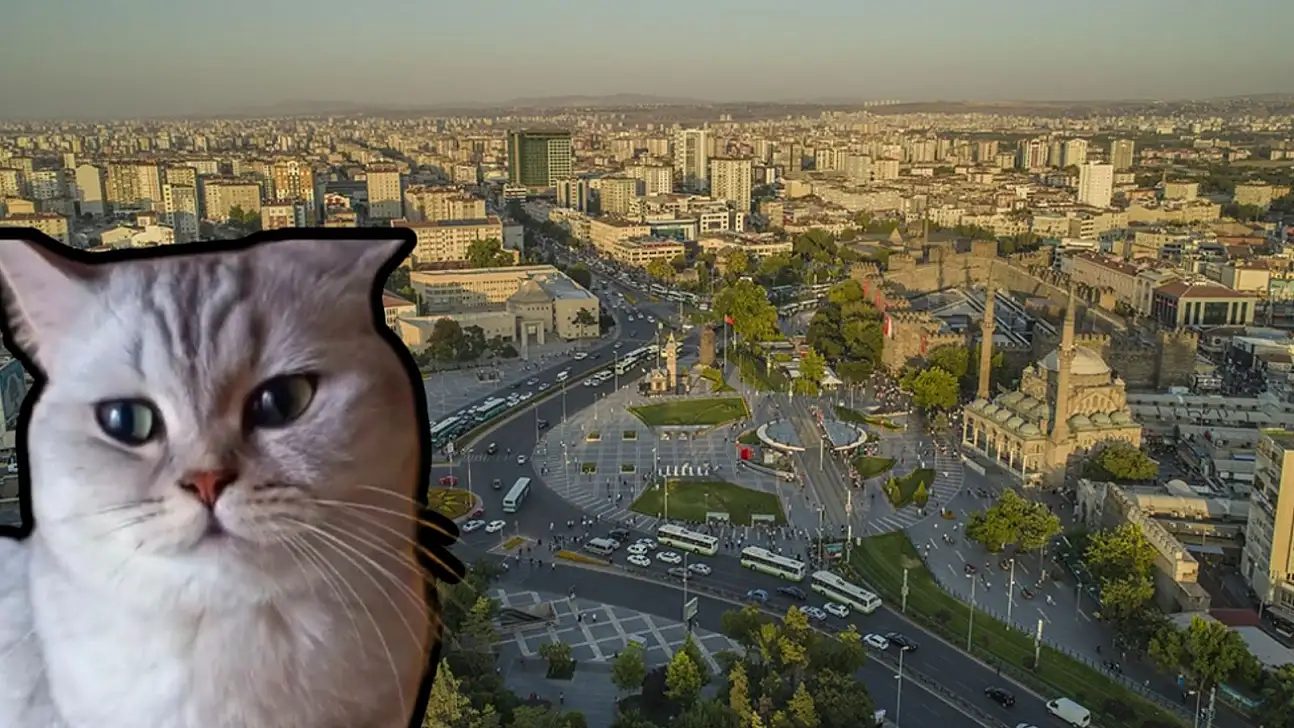 Esenyurt'ta kaybolan kedi aranıyor!