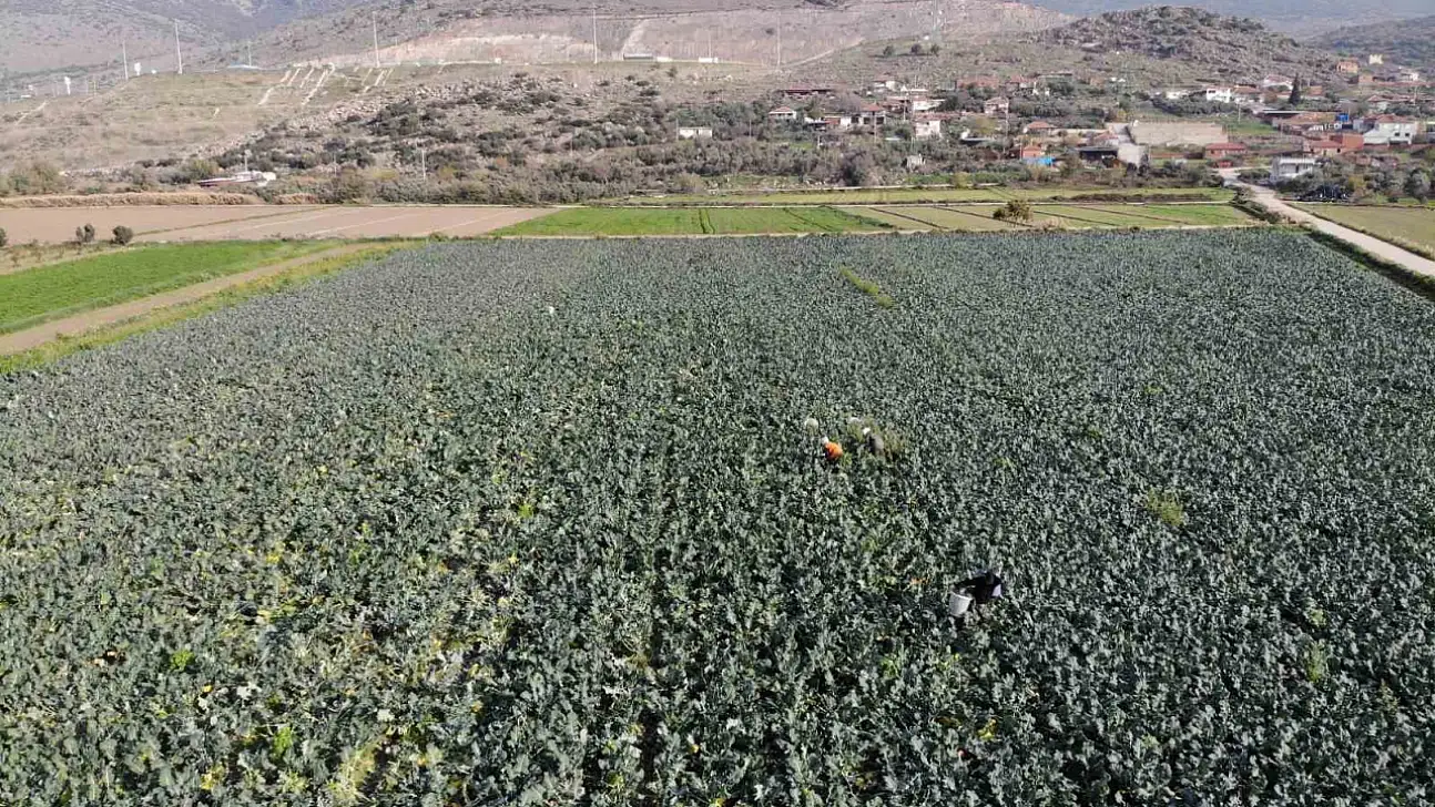İzmir'de 'yeşil altın' hasadı