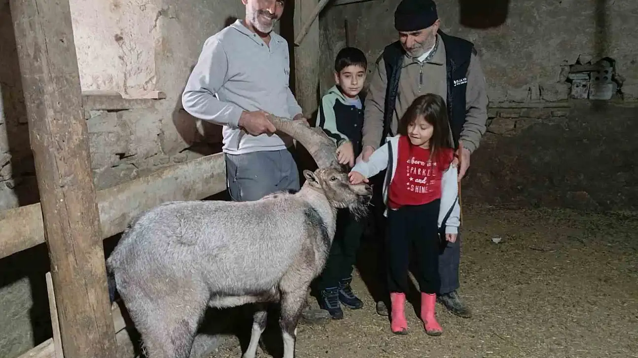 Yaralı halde buldular, iyileştirip adını 'Garip' koydular