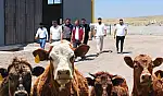 Beydeğirmeni Besi ve Hayvancılık Bölgesi'nde bir yatırım daha hayata geçiyor