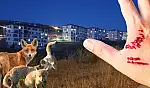 Kayseri'nin o mahallesinde kuduz tehlikesi!