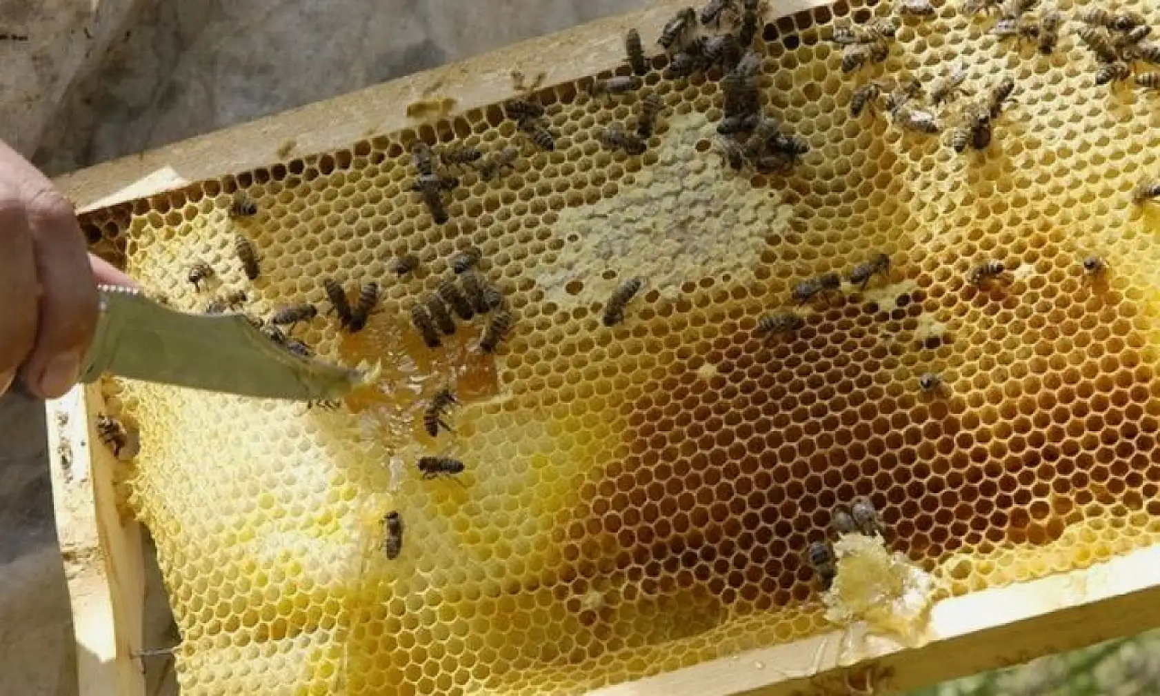 Kayseri'de bu ürüne talep var ancak bulunması imkânsız!