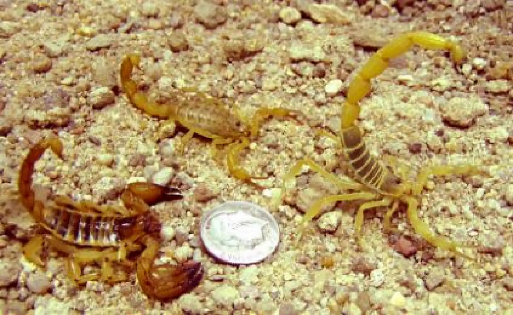 Kayseri merkezde 4 mahallede görüldü