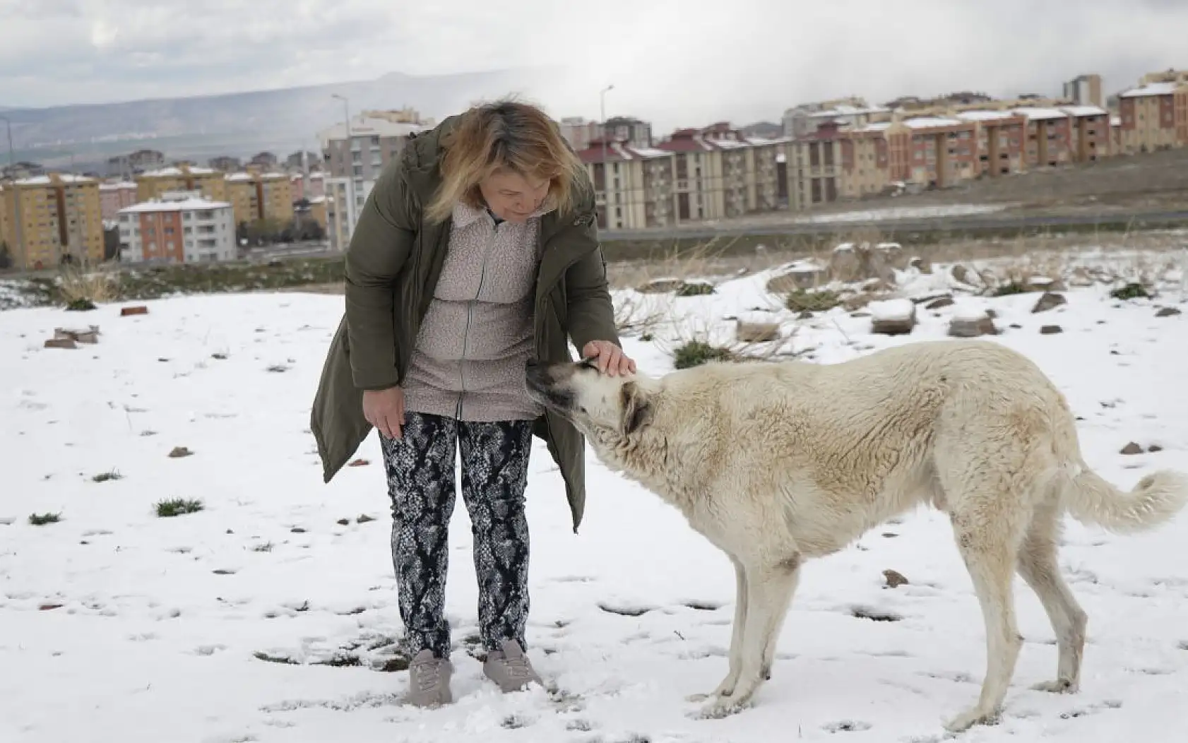 Gül teyze sahipsiz hayvanlara kucak açıyor