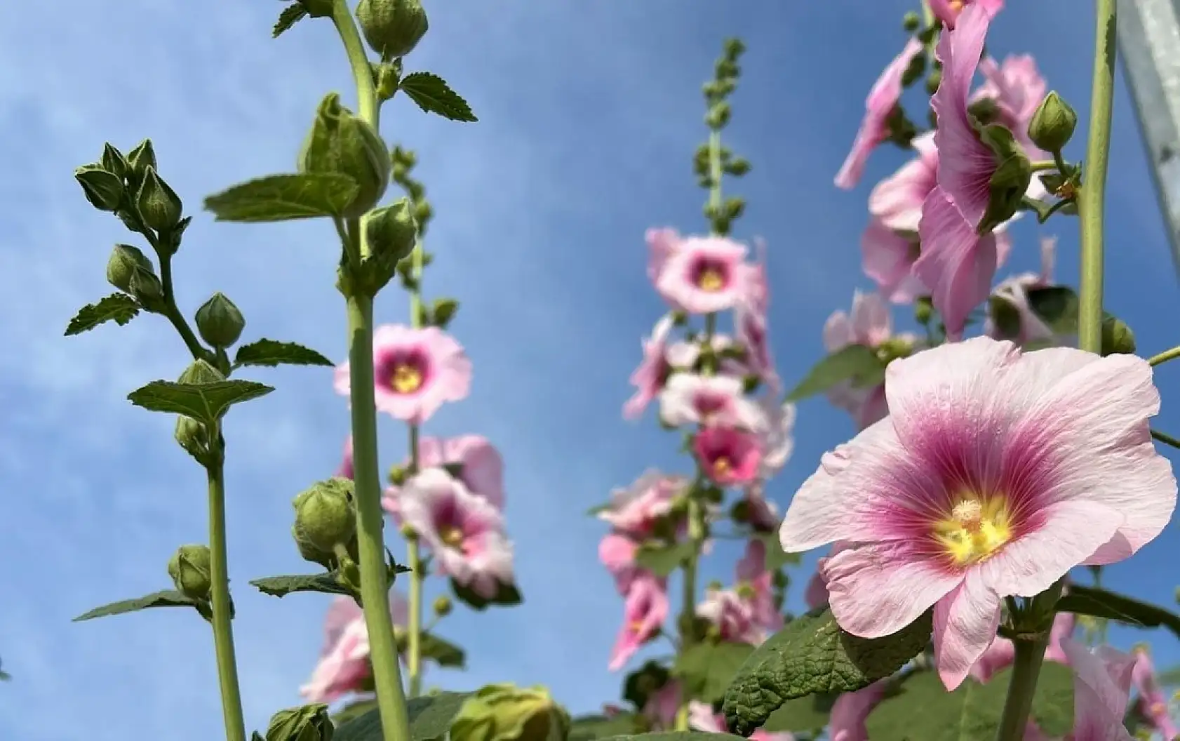 2020'nin Gözdesiydi, Şimdi Yüzüne Bakan Yok