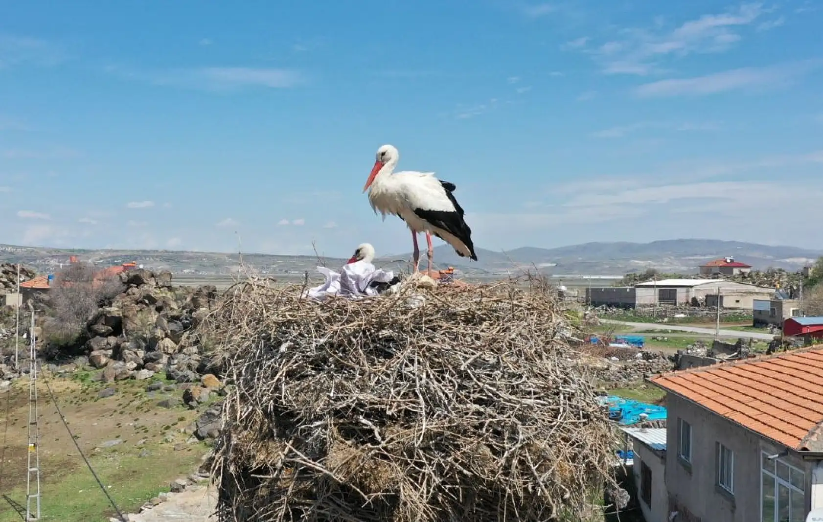 Göçmen Leylekler Hürmetçi Sazlığı'nda mola verdi