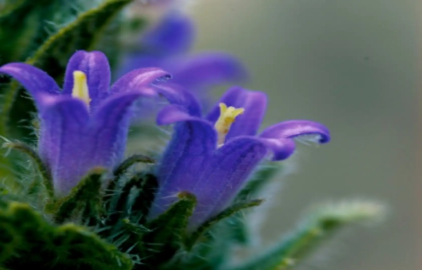 Kayseri'nin ismini taşıyorlar, ama Kayseri onlardan habersiz!