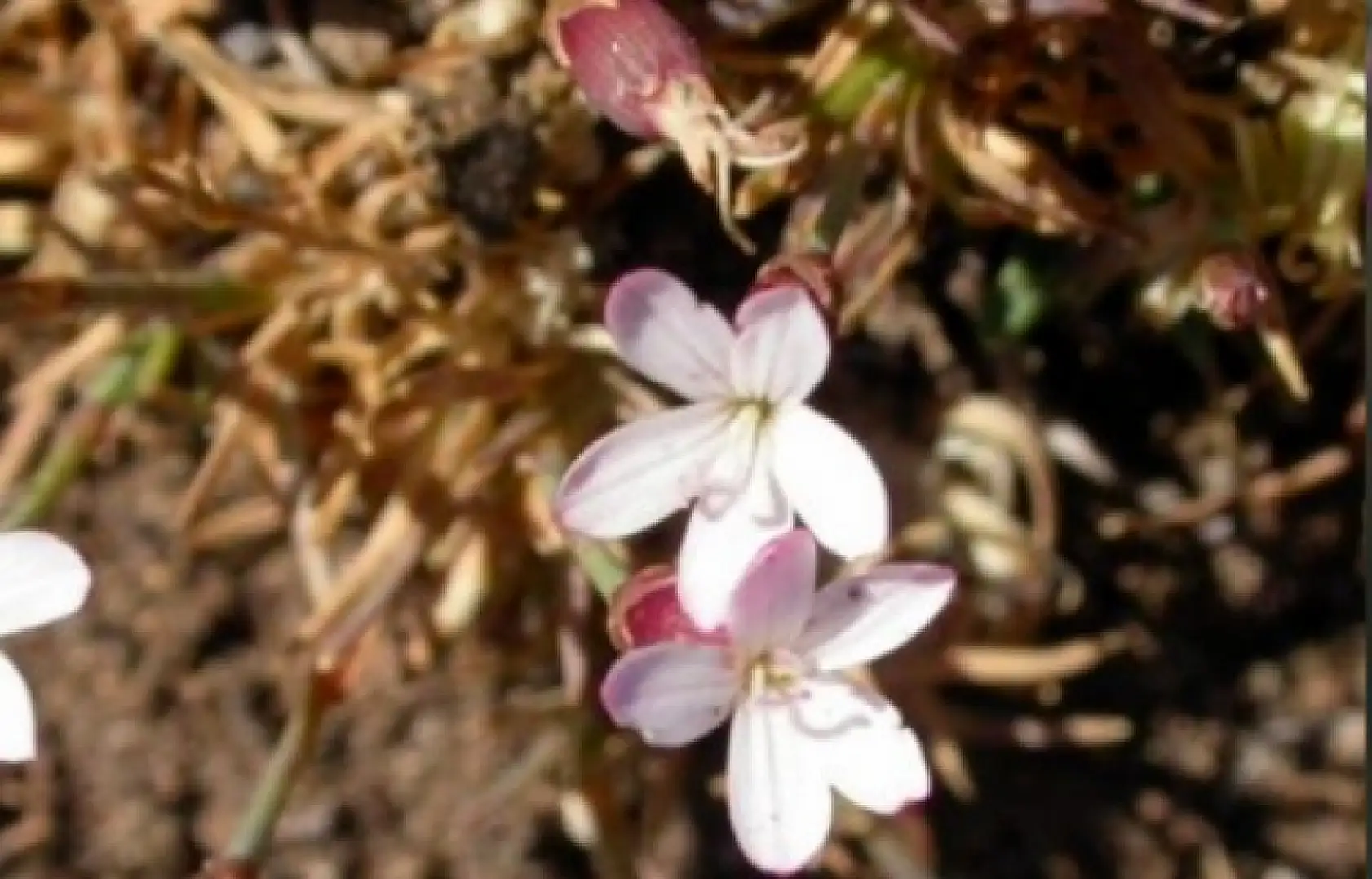 Kayseri'nin ismini taşıyorlar, ama Kayseri onlardan habersiz!