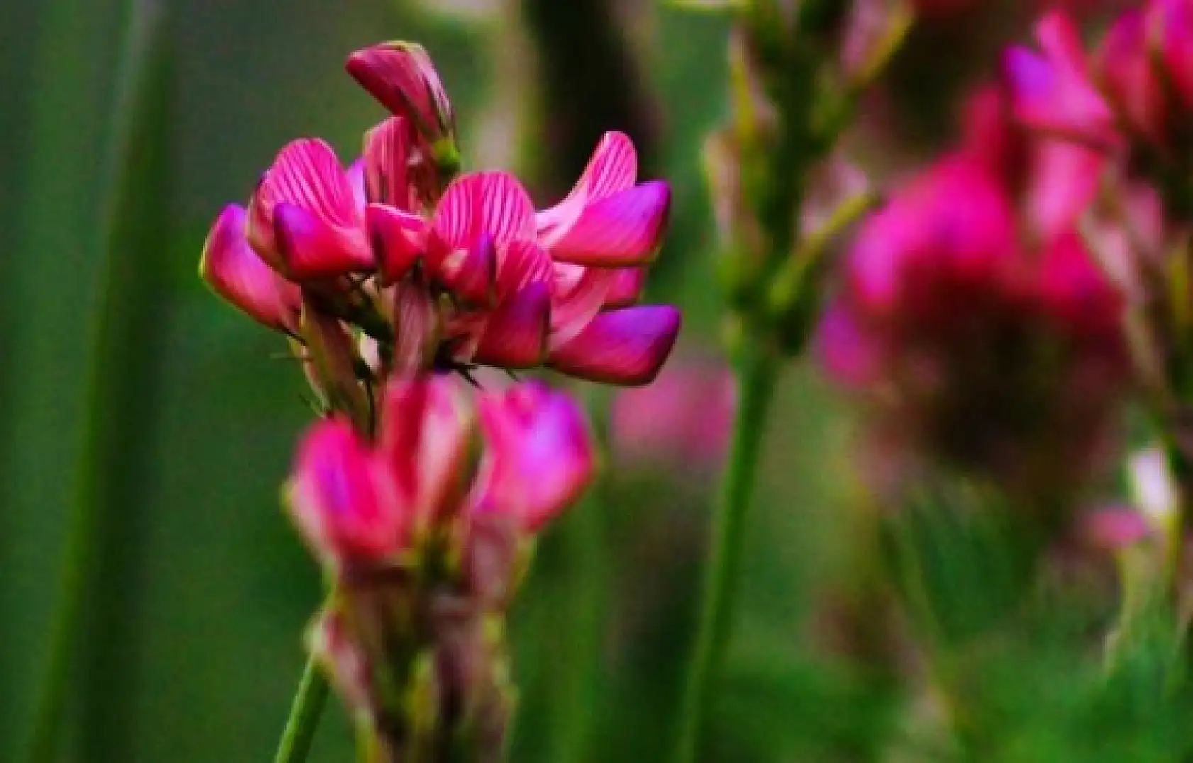 Kayseri'nin ismini taşıyorlar, ama Kayseri onlardan habersiz!
