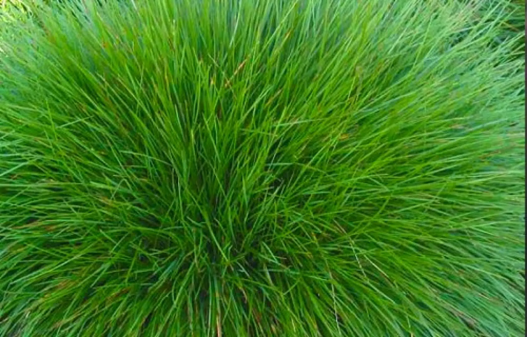 Kayseri'nin ismini taşıyorlar, ama Kayseri onlardan habersiz!