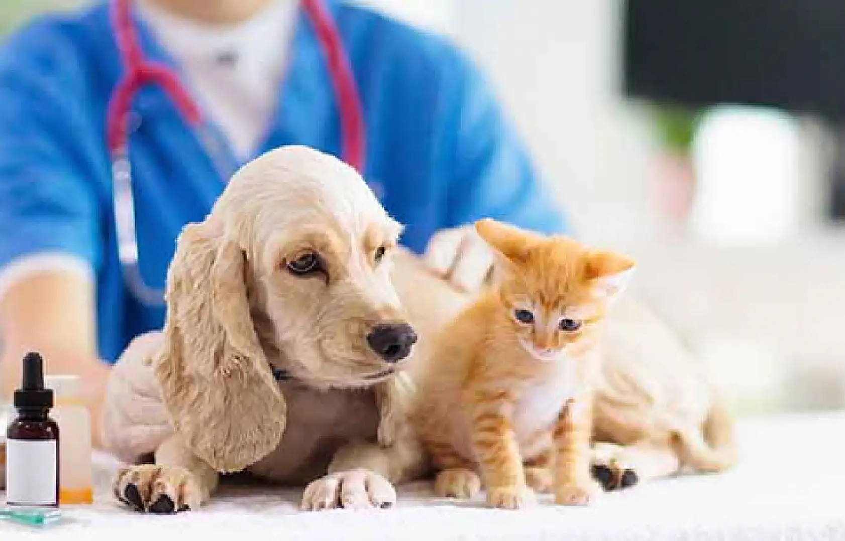 Erciyes Üniversitesi'ndeki bu kurs kaçmaz!